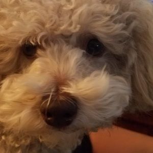 Meet your Posher, Holly